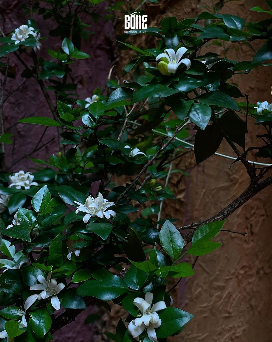 [🆕🇻🇳] Mood of I’ME 🍔 Top1Food 🍜 𝐀̀𝐨 𝐚̣𝐭 𝐜𝐨̛𝐧 𝐦𝐮̛𝐚 𝐜𝐡𝐢𝐞̂̀𝐮

Mưa mùa hè chẳng phơi phới như mùa xuân, không quá lãng mạn như mùa thu và cũng chẳng rét buốt như mùa đông. Những cơn mưa bất c , shares-0✔️ , likes-0❤️️ , date-2024-05-26 08:31:40🇻🇳🇻🇳🇻🇳📰🆕