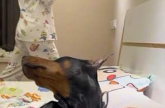 [🆕🇻🇳] Pet Mart – Cửa Hàng Thú Cưng 🐶🦜 Top1Pets 🐱🐠 Chán chả buồn nói
, shares-0✔️ , likes-0❤️️ , date-2024-06-01 14:36:36🐶🐱🇻🇳🇻🇳🇻🇳📰🆕