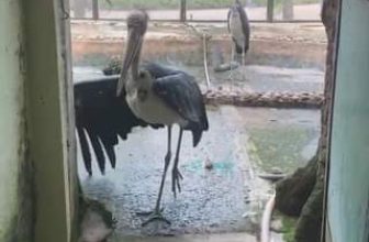 [🆕🇻🇳] Thảo Cầm Viên – Sài gòn Zoo & Botanical Gardens ♥️️ Top1Checkin ☑  Lỡ chơi 1/6 sung quá giờ đau chân luôn rồi
, shares-0✔️ , likes-13K❤️️ , date-2024-06-02 01:43:27🇻🇳🇻🇳🇻🇳📰🆕