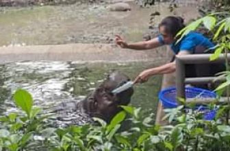 [🆕🇻🇳] Thảo Cầm Viên – Sài gòn Zoo & Botanical Gardens ♥️️ Top1Checkin ☑  Đây là em Hà Mã lùn
Mới U50 chớ mấy
, shares-0✔️ , likes-29K❤️️ , date-2024-06-08 01:34:48🇻🇳🇻🇳🇻🇳📰🆕