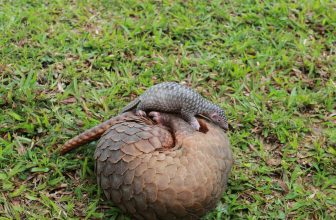 [🆕🇻🇳] Check in Vietnam – Cùng nhau trải nghiệm và và khám phá Việt Nam ♥️️ Top1Checkin ☑  AI RỒI CŨNG CÓ DANH CÓ PHẬN :>Và Tê Tê cũng thế!!Sau khi được giải cứu, đưa về chăm sóc bảo tồn, cá thể Tê Tê mẹ đã sinh con. Em bé mới sinh được đặt t , shares-7✔️ , likes-23K❤️️ , date-2024-06-04 04:31:01🇻🇳🇻🇳🇻🇳📰🆕