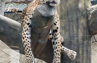 [🆕🇻🇳] Thảo Cầm Viên – Sài gòn Zoo & Botanical Gardens ♥️️ Top1Checkin ☑  Kể cũng nhàn thiệt…
Tóm tắt một ngày làm việc chăm chỉ của mấy ẻm nhân viên tại Thảo Cầm Viên Nói chung cũng nhàn, ngủ rồi đến tháng lãnh lương   Mem SGN , shares-51✔️ , likes-21K❤️️ , date-2024-06-11 04:00:13🇻🇳🇻🇳🇻🇳📰🆕