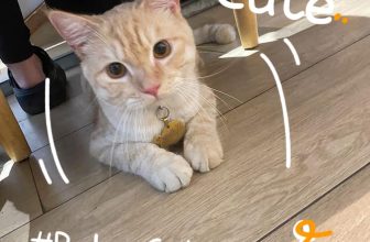 [☕️🇻🇳] Hạ An Corner – Trà – Bánh – Cafe – Piano 🥤 Top1Coffee ☕️ Mèo con hôm nay không muốn đi học
Nên ghé Hạ An ăn bánh và uống trà
, shares-0✔️ , likes-4❤️️ , date-2024-06-11 14:56:45🇻🇳🇻🇳🇻🇳📰🆕