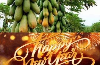 [☕️🇻🇳] Cà phê Ngọc Hà- Cafe sân vườn 🥤 Top1Coffee ☕️ Ngày 1/1/2019
 Năm Mới Bình An Hạnh Phúc Thành Công
 , shares-2✔️ , likes-9❤️️ , date-2019-01-01 14:56:28🇻🇳🇻🇳🇻🇳📰🆕