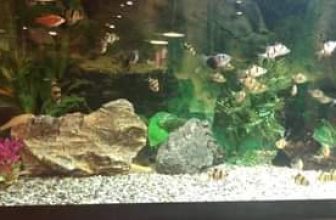 [☕️🇻🇳] Tungbook Coffee Hà Nội 🥤 Top1Coffee ☕️ Thế giới đại dương xanh …
, shares-0✔️ , likes-13❤️️ , date-2019-10-05 11:04:27🇻🇳🇻🇳🇻🇳📰🆕