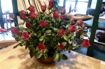 [☕️🇻🇳] Tungbook Coffee Hà Nội 🥤 Top1Coffee ☕️ Tungbook coffee xin được dành tặng những tình cảm sâu sắc và tôn kính nhất đến các thầy cô giáo trong ngày Nhà giáo Việt Nam 20/ , shares-0✔️ , likes-8❤️️ , date-2019-11-20 03:08:50🇻🇳🇻🇳🇻🇳📰🆕