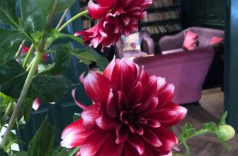 [☕️🇻🇳] Tungbook Coffee Hà Nội 🥤 Top1Coffee ☕️ Hôm nay ad cắm bình hoa thược dược mà như Tết đang đến rất gần rồi cả nhà ơi …
#Tungbookcoffee, #cafesach, #douongmuadong, #qu , shares-0✔️ , likes-6❤️️ , date-2019-12-30 04:24:10🇻🇳🇻🇳🇻🇳📰🆕