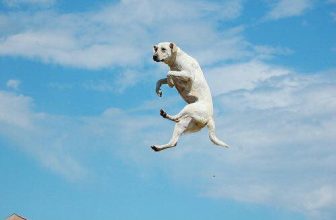 [🆕🇻🇳] Yêu Thú Cưng 🐶🦜 Top1Pets 🐱🐠 Sau đây ad xin trình bày ca khúc Bay của Thu Minh  =))) kết hợp 50 sắc thái của Boss
#Méng
, shares-27✔️ , likes-775❤️️ , date-2016-06-15 01:31:05🐶🐱🇻🇳🇻🇳🇻🇳📰🆕