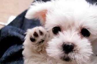 [🆕🇻🇳] Yêu Thú Cưng 🐶🦜 Top1Pets 🐱🐠 Giơ tay tẩy chay thịt chó!!
Tôi đồng ý, còn các bạn thì sao!?
#Méng
, shares-88✔️ , likes-14K❤️️ , date-2016-06-12 01:02:04🐶🐱🇻🇳🇻🇳🇻🇳📰🆕