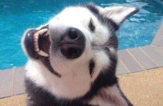 [🆕🇻🇳] Yêu Thú Cưng 🐶🦜 Top1Pets 🐱🐠 Đằng sau những bức ảnh lung linh lộng lẫy về soái ca Husky, thì đây là bằng chứng rằng soái ca cũng bị ngu
#Méng
, shares-137✔️ , likes-19K❤️️ , date-2016-06-15 00:06:12🐶🐱🇻🇳🇻🇳🇻🇳📰🆕