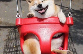 [🆕🇻🇳] Yêu Thú Cưng 🐶🦜 Top1Pets 🐱🐠 Thằng nào vào đẩy tiếp cho người yêu anh cười xem nào  hớn vcc =)))
#Méng
, shares-24✔️ , likes-1K❤️️ , date-2016-06-26 14:27:28🐶🐱🇻🇳🇻🇳🇻🇳📰🆕