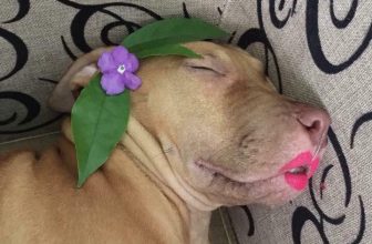 [🆕🇻🇳] Yêu Thú Cưng 🐶🦜 Top1Pets 🐱🐠 Gơn cô đơn tìm boy cũng thế  chuỵ đây là đẹp nhất rồi :3 =))
#Méng
, shares-11✔️ , likes-725❤️️ , date-2016-06-14 22:19:50🐶🐱🇻🇳🇻🇳🇻🇳📰🆕