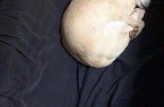 [🆕🇻🇳] Yêu Thú Cưng 🐶🦜 Top1Pets 🐱🐠 Trong cơn mê em thấy cô đơn =)))
#Méng
, shares-6✔️ , likes-918❤️️ , date-2016-06-25 13:00:07🐶🐱🇻🇳🇻🇳🇻🇳📰🆕