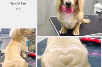 [🆕🇻🇳] Yêu Thú Cưng 🐶🦜 Top1Pets 🐱🐠 Khi con Méng là một ng yêu nghệ thuật =))))
#Méng
, shares-20✔️ , likes-508❤️️ , date-2016-06-27 13:06:55🐶🐱🇻🇳🇻🇳🇻🇳📰🆕