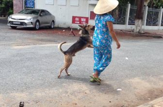 [🆕🇻🇳] Yêu Thú Cưng 🐶🦜 Top1Pets 🐱🐠 Trốn nhà đi gặp gái bị mẹ tóm được lôi tay về :(((
#Méng
, shares-4✔️ , likes-982❤️️ , date-2016-06-22 15:06:52🐶🐱🇻🇳🇻🇳🇻🇳📰🆕