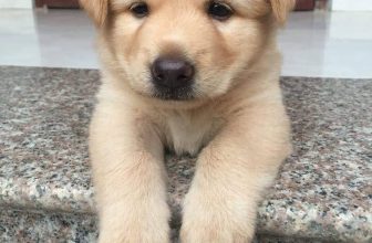 [🆕🇻🇳] Yêu Thú Cưng 🐶🦜 Top1Pets 🐱🐠 Chụp hình ng ta hở… Ngại thí mồ… Hỏng chịu đâuuuu
#Méng 2 mí đồ ha, đáng yêu đồ ha, tau cắn mi bây chừ
, shares-260✔️ , likes-44K❤️️ , date-2016-06-22 00:59:40🐶🐱🇻🇳🇻🇳🇻🇳📰🆕