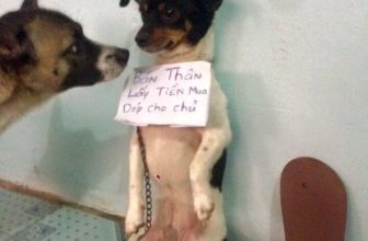 [🆕🇻🇳] Yêu Thú Cưng 🐶🦜 Top1Pets 🐱🐠 Anh ơi em xin anh xúc em đi… Bà Méng đòi bán e lấy tiền mua dép kìa a
#Méng
, shares-13✔️ , likes-634❤️️ , date-2016-06-23 23:36:15🐶🐱🇻🇳🇻🇳🇻🇳📰🆕