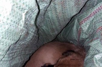 [🆕🇻🇳] Yêu Thú Cưng 🐶🦜 Top1Pets 🐱🐠 Trộm chó tấn công công an xã bằng tên bắn chóKhoảng 4 giờ ngày 28.6, lực lượng công an xã Hắc Dịch (huyện Tân Thành, Bà Rịa – Vũng Tàu) đi tuần tra chống , shares-22✔️ , likes-411❤️️ , date-2016-06-28 05:15:25🐶🐱🇻🇳🇻🇳🇻🇳📰🆕