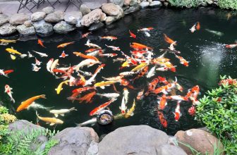 [☕️🇻🇳] AHA Cafe 🥤 Top1Coffee ☕️ *Aha Cafe mở cửa Phục Vụ Quý Khách tại cửa hàng từ Ngày 2/3/2021.
-Thực hiện các biện pháp Phòng  dịch –
Hotline:0965561717,ah , shares-0✔️ , likes-31❤️️ , date-2021-03-01 05:56:56🇻🇳🇻🇳🇻🇳📰🆕