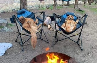 [🆕🇻🇳] Thú Cưng 🐶🦜 Top1Pets 🐱🐠 Gia đình tôi đi du lịch nhưng mà n lạ lắm :3
, shares-1✔️ , likes-15❤️️ , date-2023-08-10 05:00:03🐶🐱🇻🇳🇻🇳🇻🇳📰🆕