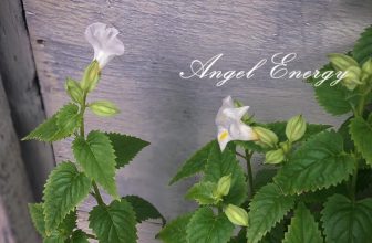 [☕️🇻🇳] Phen’s Coffee 🥤 Top1Coffee ☕️ May the flowers remind us
why the rain was so necessaryTự mọc!, shares-0✔️ , likes-5❤️️ , date-2023-08-22 02:53:55🇻🇳🇻🇳🇻🇳📰🆕