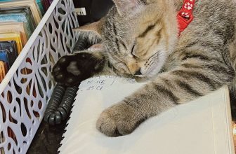 [☕️🇻🇳] Nhã Nam Books N’ Coffee 🥤 Top1Coffee ☕️ Sang đến thứ ba mà trạng thái của em Bơ dường như vẫn đang ở chủ nhật.Chúng mình hẹn nhau ở hiệu sách, gọi một cốc cà phê thơ , shares-0✔️ , likes-58❤️️ , date-2023-09-26 06:21:20🇻🇳🇻🇳🇻🇳📰🆕