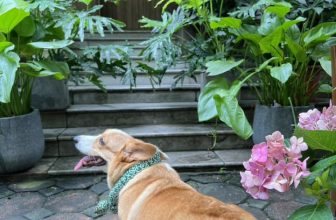 [☕️🇻🇳] Charm Coffee 🥤 Top1Coffee ☕️ Một chiếc bạn tên Tôm
Charm Coffee : ngõ 20 Láng Hạ, Đống Đa,HN
Opening hours: 07 am- 22h00 pm
Available apps : NOW , shares-1✔️ , likes-19❤️️ , date-2024-05-09 03:49:37🇻🇳🇻🇳🇻🇳📰🆕