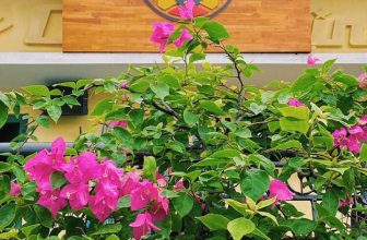 [☕️🇻🇳] Bắc Việt Coffee 🥤 Top1Coffee ☕️ BẮC VIỆT NẮNG THU CHIỀU THÁNG 9Không cháy bỏng như hè, không vàng giòn như Xuân, không thấm đẫm hơi sương giá buốt như Đông m , shares-0✔️ , likes-36❤️️ , date-2021-09-29 06:03:25🇻🇳🇻🇳🇻🇳📰🆕