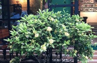 [☕️🇻🇳] Green Coffee Hà Nam 🥤 Top1Coffee ☕️ Green Coffee – 226 đường Trường Chinh – TP Phủ Lý – tỉnh Hà Nam cần tuyển:
– 03 nhân viên pha chế full time.
Yêu cầu: Pha chế c , shares-3✔️ , likes-256❤️️ , date-2017-07-20 18:08:03🇻🇳🇻🇳🇻🇳📰🆕