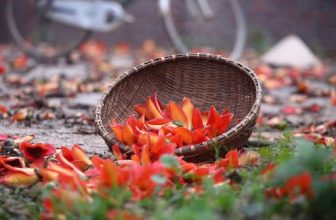 [☕️🇻🇳] Paris Coffee 🥤 Top1Coffee ☕️ Mùa hoa Mộc miên
GOM NHẶT !
(Vũ Kết Đoàn)
Anh về gom nắng tháng tư
Ngắm mộc miên nở ngẩn ngơ trời chiều
Đỏ màu ! tim lỡ thươ , shares-0✔️ , likes-0❤️️ , date-2022-04-10 14:52:11🇻🇳🇻🇳🇻🇳📰🆕