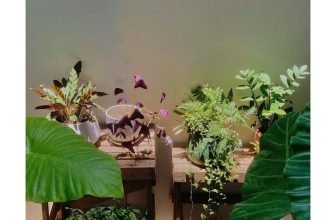 [☕️🇻🇳]  Loi’s Specialty Coffee – Purity🥤 Top1Coffee ☕️ THÔNG BÁO NGHỈ MỘT NGÀY 11/8/2022Nàng Mulan tuy đã suy yếu nhưng vẫn gây mưa lớn ngày hôm nay.
Loi’s P xin phép đóng quán một , shares-0✔️ , likes-11❤️️ , date-2022-08-10 12:20:29🇻🇳🇻🇳🇻🇳📰🆕