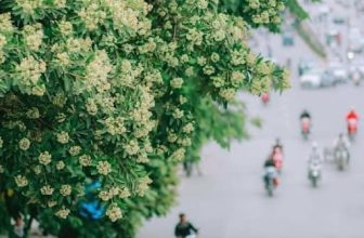 [☕️🇻🇳] 90’s Home – 100% Coffee bean, 100% Passion, Happy every day 🥤 Top1Coffee ☕️ Chào tháng 10, chào mùa thu Hà NộiTháng 10 thu về, mùa của hoa sữa, thứ hoa khiến bao người “say đắm”Bỗng giật mình nhận ra 2022 cũng đã đi qua 3/4 ch , shares-1✔️ , likes-9❤️️ , date-2022-10-01 04:01:34🇻🇳🇻🇳🇻🇳📰🆕