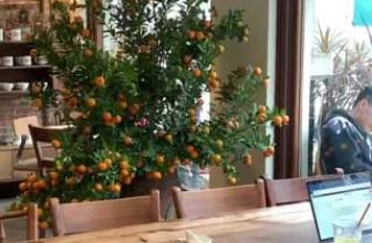 [☕️🇻🇳] All Day Coffee 🥤 Top1Coffee ☕️ “TẾT” HAS ARRIVED ALL DAY COFFEE!#alldaycoffee #alldaycoffeevn#whenspringcomes #springtime #tetla #tếtlà, shares-0✔️ , likes-0❤️️ , date-2023-01-09 14:46:30🇻🇳🇻🇳🇻🇳📰🆕