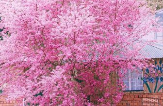 [🆕🇻🇳] Sumo Store – Cửa hàng quần áo nữ 👕 Top1Fashion 👗  Check in cây đào đẹp nhất Đà Lạt,
Tầm này dẫn người yêu lên Đà Lạt thì còn gì bằng   Tung Art
, shares-0✔️ , likes-599❤️️ , date-2023-01-24 00:39:35🇻🇳🇻🇳🇻🇳📰🆕