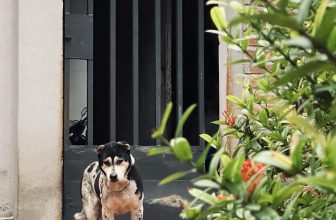 [☕️🇻🇳] La Farine 🥤 Top1Coffee ☕️ “Đ𝐨̂́𝐦 𝐧𝐡𝐚̀ 𝐁𝐨̣̂𝐭”
Chủ doanh nghiệp nhỏ Bột Bột là cô bé siêu thích động vật từ chó, mèo, khủng long cho đến unicorn… và nếu , shares-0✔️ , likes-12❤️️ , date-2023-02-09 02:08:49🇻🇳🇻🇳🇻🇳📰🆕