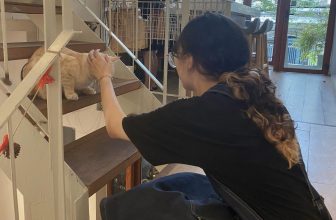 [☕️🇻🇳] Hạ An Corner – Trà – Bánh – Cafe – Piano 🥤 Top1Coffee ☕️ Nhân viên Hạ An hỏi hoàng thượng meow: Battle không bà zà.Có tí ngôn ngữ là thấy sang hẳn liền.𝗛𝗮̣ 𝗔𝗻 𝗖𝗼𝗿𝗻𝗲𝗿
[𝒯𝓇𝒶̀ – ℬ𝒶́ , shares-0✔️ , likes-25❤️️ , date-2023-04-26 16:01:36🇻🇳🇻🇳🇻🇳📰🆕