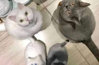 [🆕🇻🇳] Thú Cưng 🐶🦜 Top1Pets 🐱🐠 Mi đùa tau đấy hở sen??
, shares-31✔️ , likes-68❤️️ , date-2023-06-15 14:32:45🐶🐱🇻🇳🇻🇳🇻🇳📰🆕