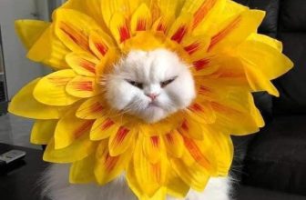 [🆕🇻🇳] Thú Cưng 🐶🦜 Top1Pets 🐱🐠 Bông hoa hơi quạo !!!
, shares-7✔️ , likes-196❤️️ , date-2023-06-27 16:20:28🐶🐱🇻🇳🇻🇳🇻🇳📰🆕