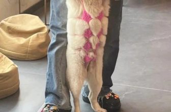 [🆕🇻🇳] Thú Cưng 🐶🦜 Top1Pets 🐱🐠 Sen đan cho bộ bikini đi bỉn
, shares-2✔️ , likes-32❤️️ , date-2023-07-04 15:48:27🐶🐱🇻🇳🇻🇳🇻🇳📰🆕