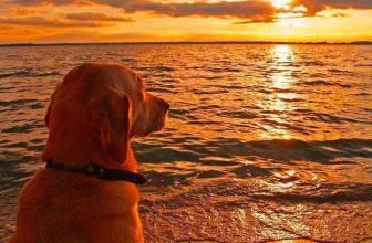 [🆕🇻🇳] Thú Cưng 🐶🦜 Top1Pets 🐱🐠 Năm nay coi như nháppp
Năm sau chắc chắn có dư
, shares-16✔️ , likes-125❤️️ , date-2023-07-04 19:54:05🐶🐱🇻🇳🇻🇳🇻🇳📰🆕