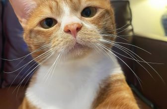 [🆕🇻🇳] Thú Cưng 🐶🦜 Top1Pets 🐱🐠 Em nghĩ sao về việc hẹn hò với một chàng mèo đẹp trai như anh
, shares-15✔️ , likes-300❤️️ , date-2023-07-16 14:00:03🐶🐱🇻🇳🇻🇳🇻🇳📰🆕