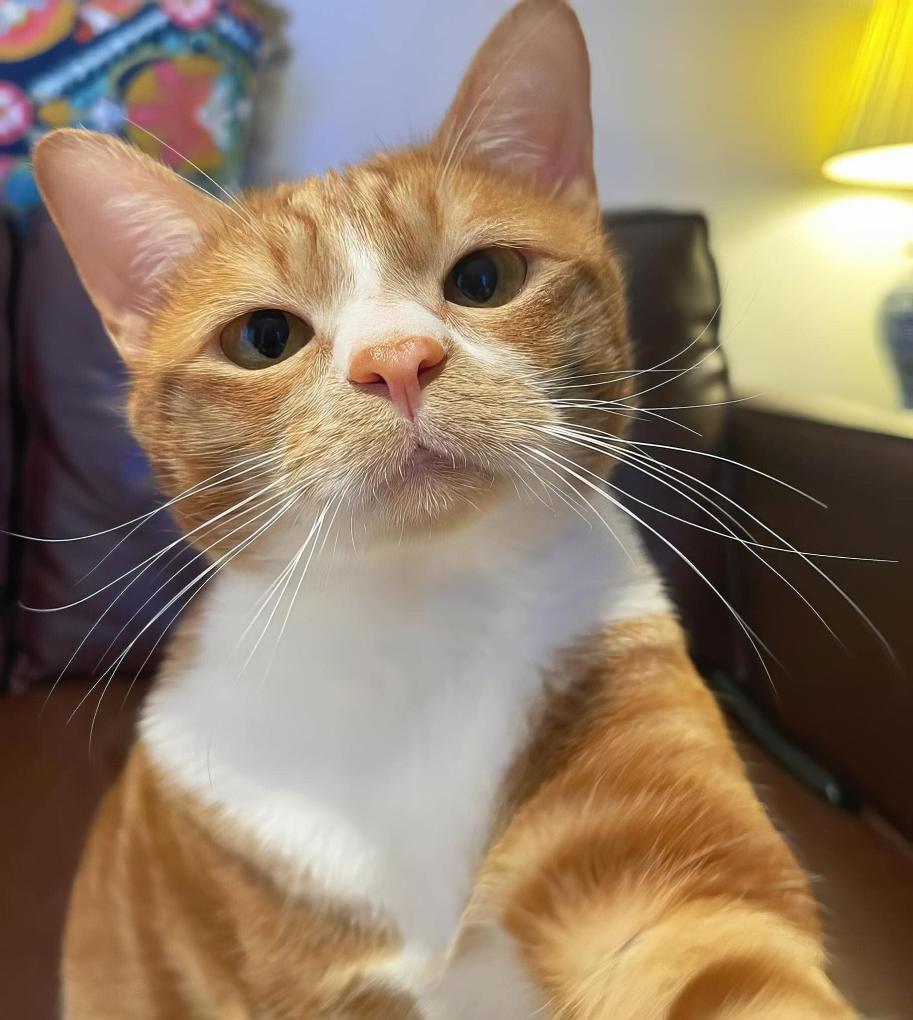 [🆕🇻🇳] Thú Cưng 🐶🦜 Top1Pets 🐱🐠 Em nghĩ sao về việc hẹn hò với một chàng mèo đẹp trai như anh 
 , shares-15✔️ , likes-300❤️️ , date-2023-07-16 14:00:03🐶🐱🇻🇳🇻🇳🇻🇳📰🆕