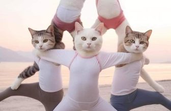 [🆕🇻🇳] Thú Cưng 🐶🦜 Top1Pets 🐱🐠 Cute <3
, shares-13✔️ , likes-234❤️️ , date-2023-08-08 01:41:15🐶🐱🇻🇳🇻🇳🇻🇳📰🆕