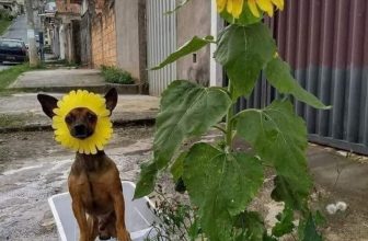 [🆕🇻🇳] Thú Cưng 🐶🦜 Top1Pets 🐱🐠 Hoa  nhà tôi!
, shares-0✔️ , likes-36❤️️ , date-2023-08-09 16:00:02🐶🐱🇻🇳🇻🇳🇻🇳📰🆕