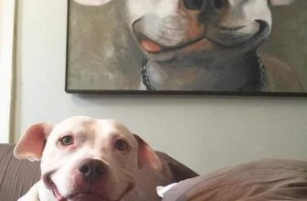 [🆕🇻🇳] Thú Cưng 🐶🦜 Top1Pets 🐱🐠 Đây là chó mẹ và chó con!
Con chó mẹ đã mất! :(
, shares-1✔️ , likes-14❤️️ , date-2023-08-10 08:00:03🐶🐱🇻🇳🇻🇳🇻🇳📰🆕