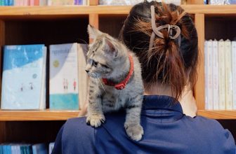 [☕️🇻🇳] Nhã Nam Books N’ Coffee 🥤 Top1Coffee ☕️ Staff ở hiệu sách vừa mách rằng nhân viên tên Bơ đi làm nhưng chỉ biết ngủ và nghịch. Lúc không ngủ và nghịch thì bám theo khách , shares-0✔️ , likes-47❤️️ , date-2023-09-11 16:09:25🇻🇳🇻🇳🇻🇳📰🆕