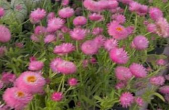 [☕️🇻🇳] ForDeer – Coffee with tree 🥤 Top1Coffee ☕️ Vườn hoa bất tử của Rừng trên sân thượng tầng 3, bạn đã ghé qua chưa? #Rừng_trú_ẩn #ForDeer
, shares-0✔️ , likes-0❤️️ , date-2023-10-17 13:06:34🇻🇳🇻🇳🇻🇳📰🆕