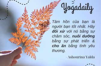 [🆕🇻🇳] Yogadaily – Trung tâm Yoga uy tín tại TPHCM 🧘 Top1Yoga 🧘 “Tâm hồn của bạn là người bạn tốt nhất. Hãy đối xử với nó bằng sự chăm sóc, nuôi dưỡng bằng sự phát triển, cho ăn bằng tình yêu thương.” – Ashourina Yalda
, shares-0✔️ , likes-2❤️️ , date-2023-11-26 12:00:15🇻🇳🇻🇳🇻🇳📰🆕