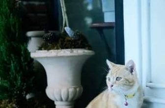 [☕️🇻🇳] PHD Book – Coffee 🥤 Top1Coffee ☕️ “để kao coi thử bên trong có gì?”
mèo nói #travel #coffeeshop #tuyhoa #phuyen #vietnam #book #phdcoffee #reels
, shares-0✔️ , likes-0❤️️ , date-2023-12-06 19:15:54🇻🇳🇻🇳🇻🇳📰🆕