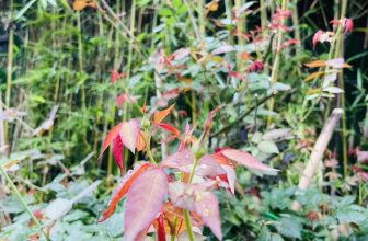 [☕️🇻🇳]  Minh Coffee 🥤 Top1Coffee ☕️ Những nụ hồng cổ Sapa lại mơn mởn tiếp tục chuẩn bị khoe sắc, cùng mỗi sáng thư giãn, ngắm nhìn thay đổi nhỏ mà thú vị tại khu v , shares-0✔️ , likes-12❤️️ , date-2023-12-06 13:58:31🇻🇳🇻🇳🇻🇳📰🆕